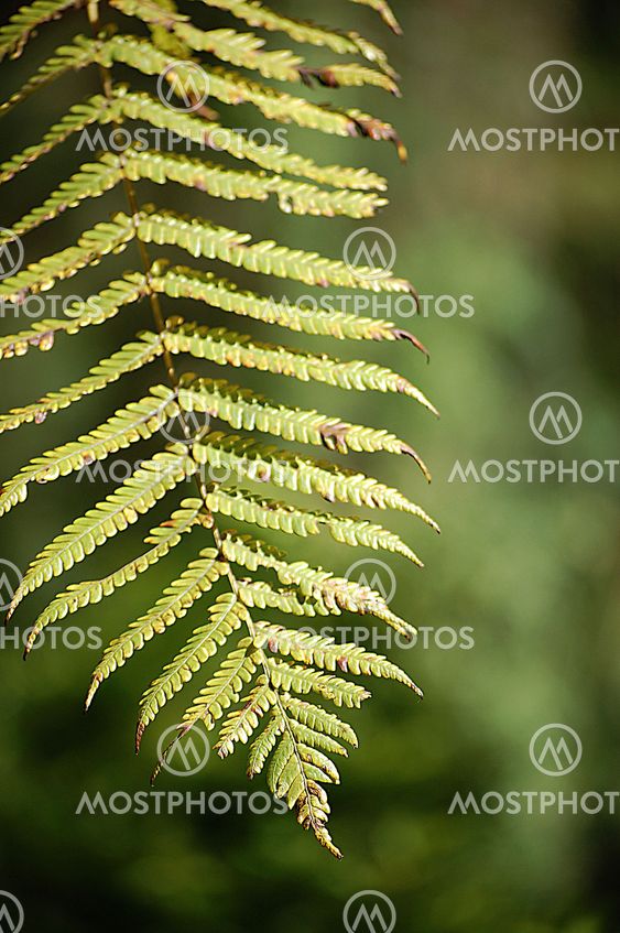 Green Leaf