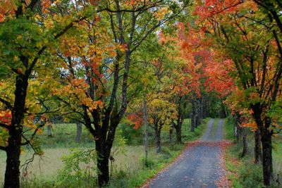 Allé i höstfärger No 1 (Sweden)