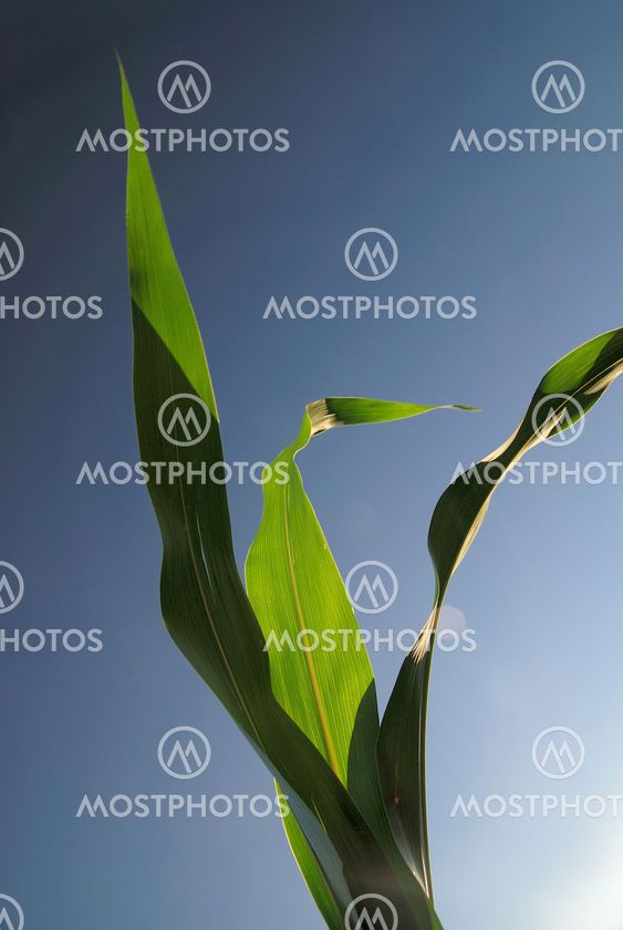 green leaf with blue sky in background