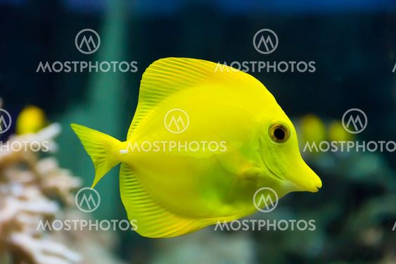 Zebrasoma yellow tang fish