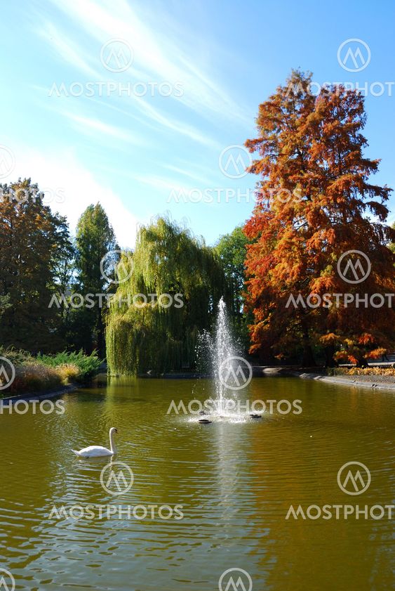 Swan on the lake