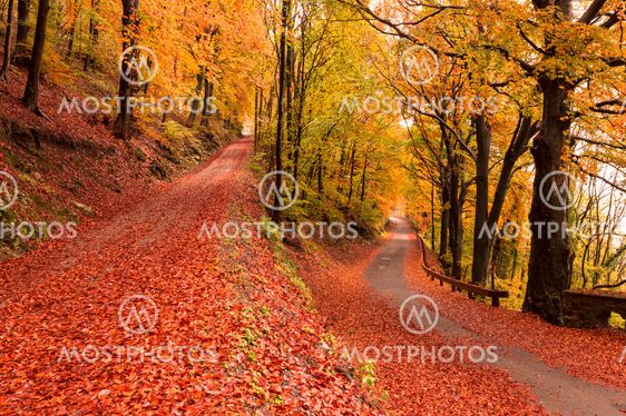 autumn colors