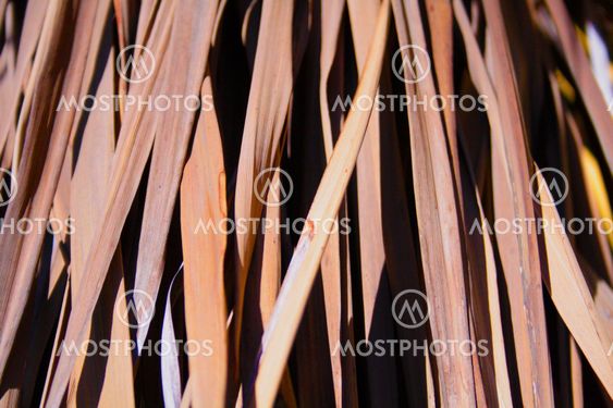 A photo of dry palm leaves