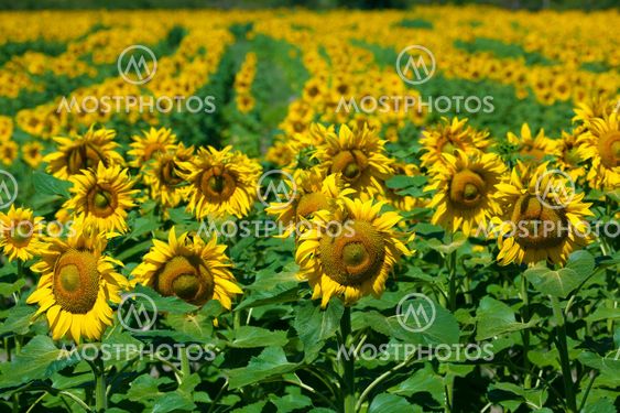 Sunflowers, Villarcayo, Merindades, Burgos, Castilla y Leon, Spain