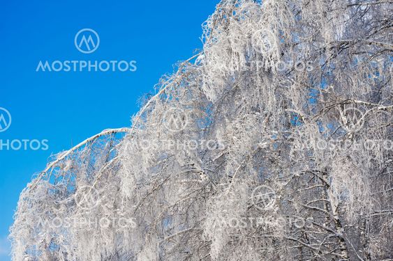 Winter forest