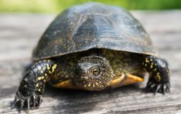 Big turtle on wooden desk