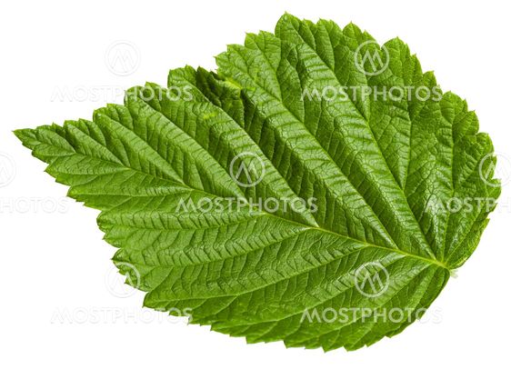 green leaf of Raspberry plant isolated