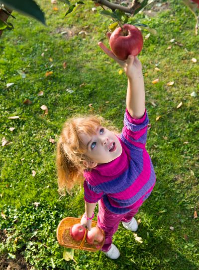  girl picked apples