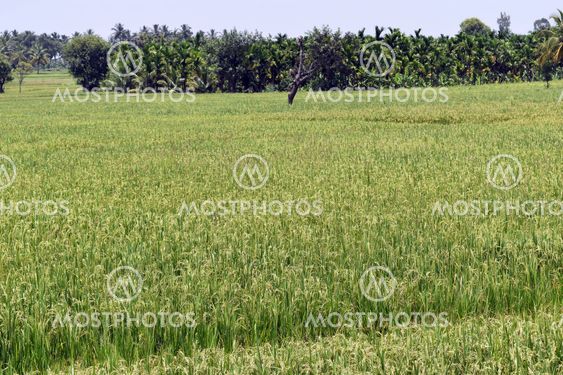 Paddy field
