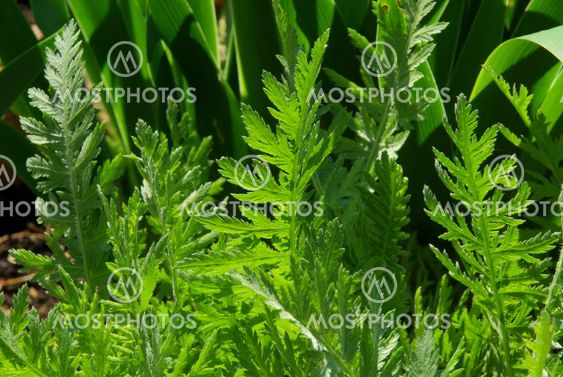 Schafgarbeblatt - leaf from Yarrow 01