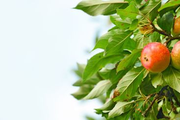 Apple, tree and orchard with farming, sky and...