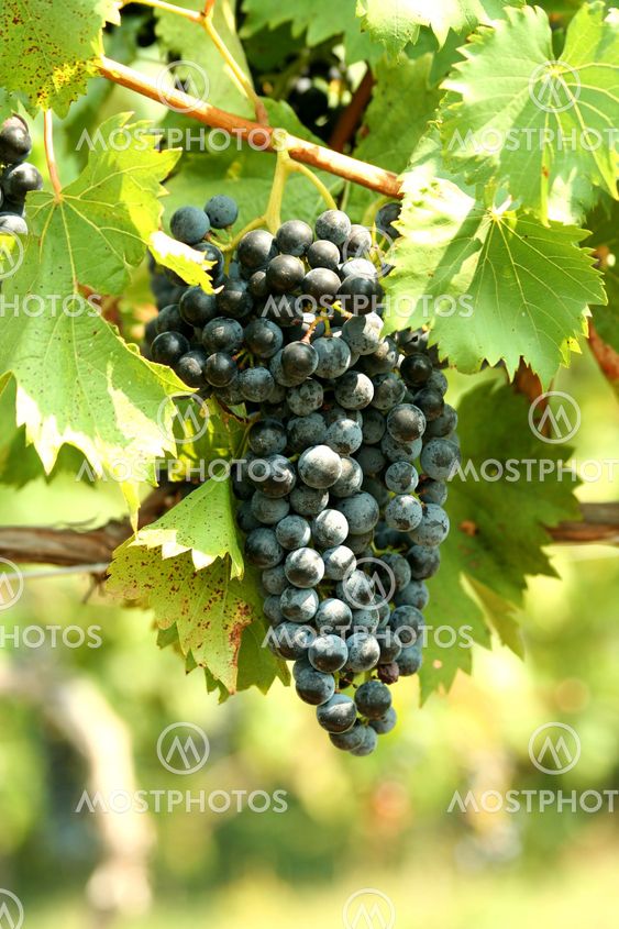 A bunch of grapes