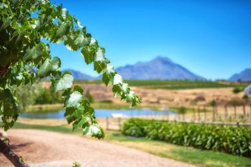Countryside, vineyard and branch of tree for farming...