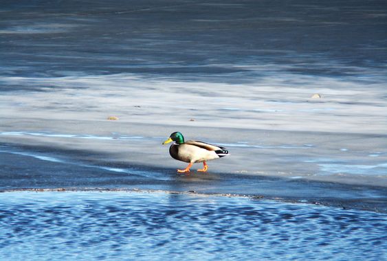 Mallard on ice