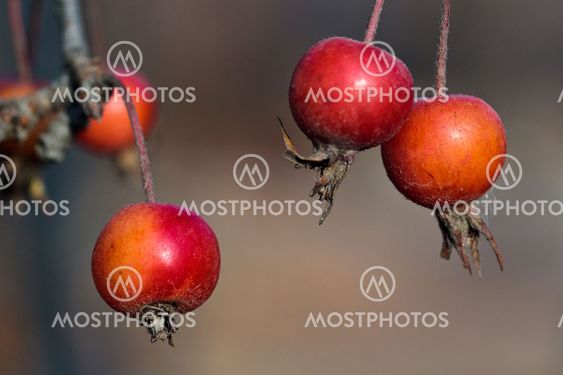 Small red apples