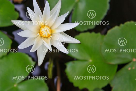 Purple water lilly on water background with leaves and it's bud.