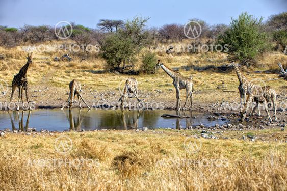 a group of giraffe at a waterhole in etosha national park namibia africa