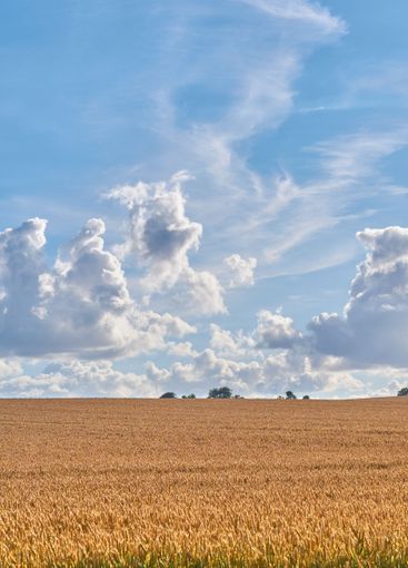 Wheat, plants and farm in countryside outdoor of...