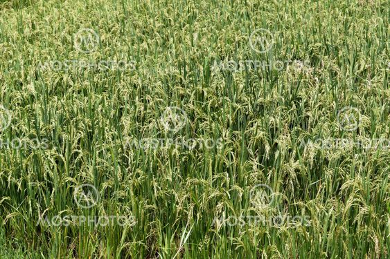 Paddy field