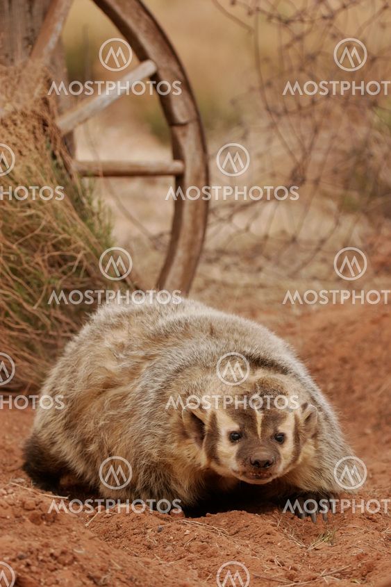 American badger sitting on the dirt ground