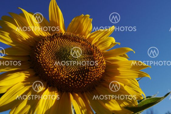 low angle of sunflower