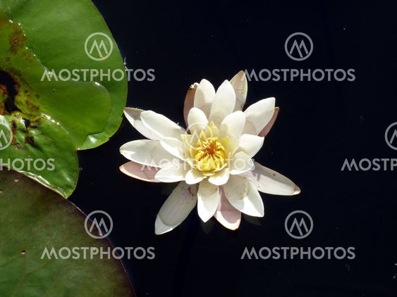 Water lilly
