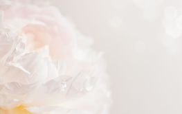 Peony flower in blossom on pastel floral background with...