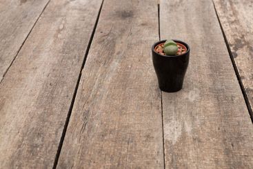 Potted succulent on rustic wooden table with natural...