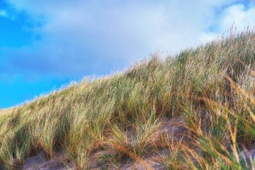 Grass, blue sky or cloud with wind for natural growth,...
