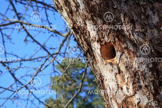 Woodpecker nest in apple tree