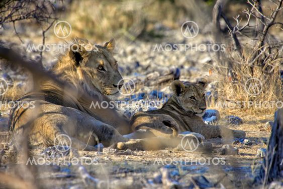 a lion and his cub at etosha national park namibia africa