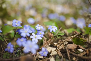 Blossoming hepatica flower in early spring in forest.
