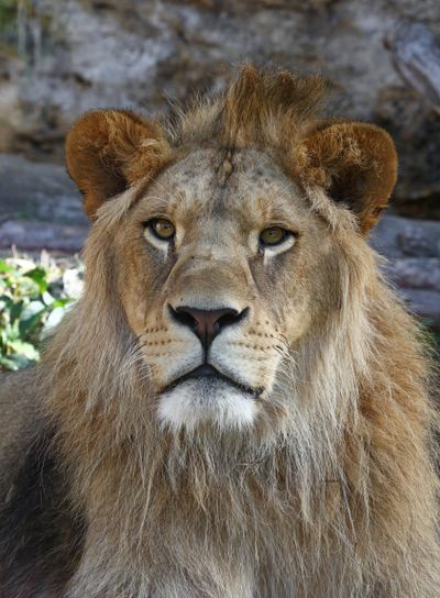 Close up portrait of young male African lion