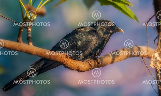 Asian Koel, Male, perched on a tree branch, morning light, red e