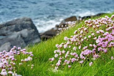 Pink thrift flowers blossoming on rough rocky shore...