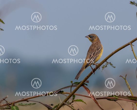 Bird Black-headed Bunting Emberiza melanocephala perched grass blade