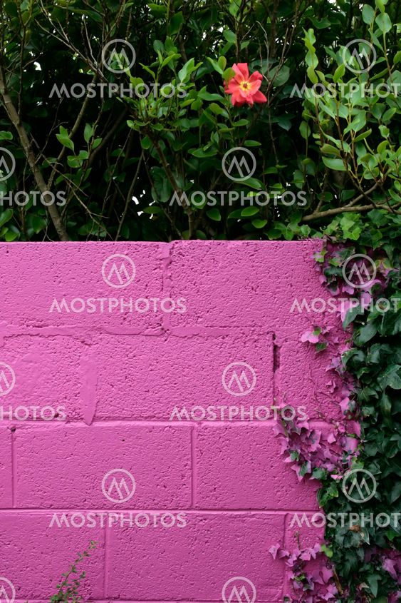 beautiful pink garden wall