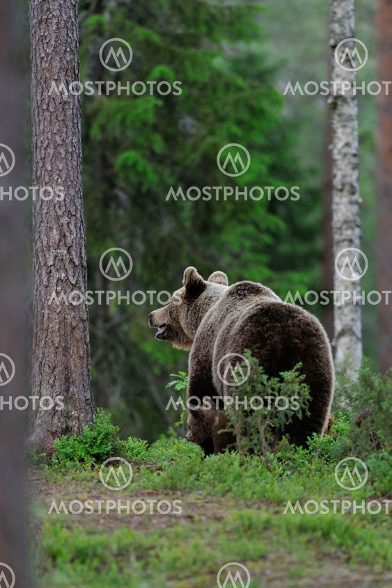 Brown bear with cub in the forest