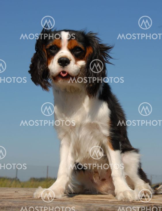 sitting little dog