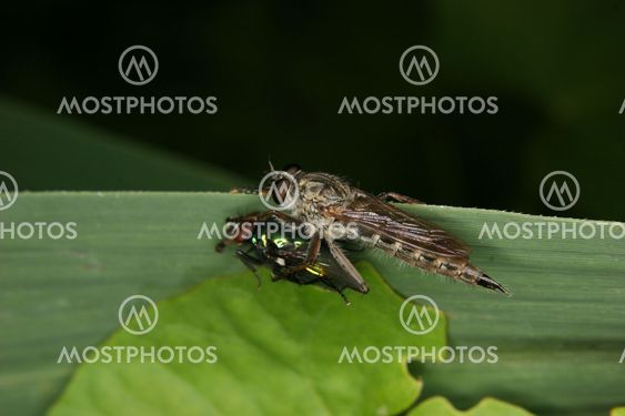 Robber fly (Stichopogon sp.)