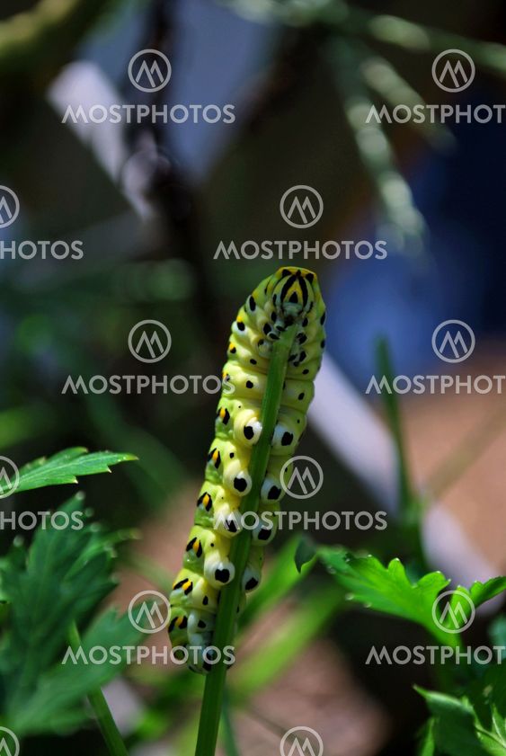 Caterpillar snacking