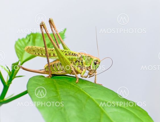 Grasshopper sidder på bladniveau