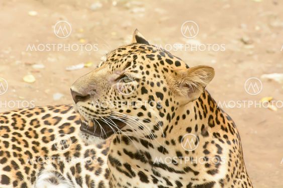 Leopard or Panther