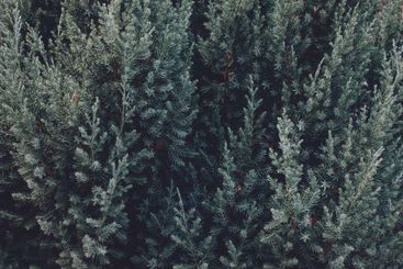 Fir tree texture background. Blue Chinese pyramid...