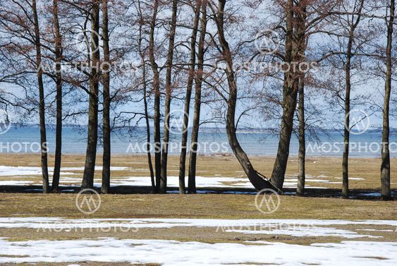 Alder trees in a row