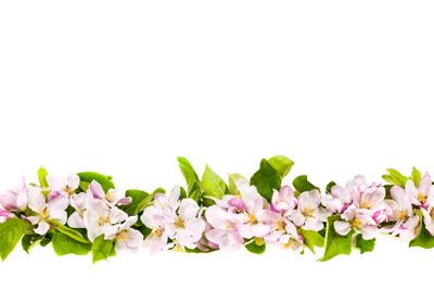 Pink apple blossoms border