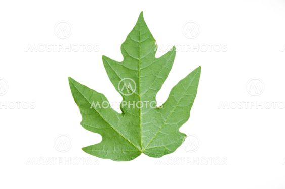 A single green leaf close up isolated over white background
