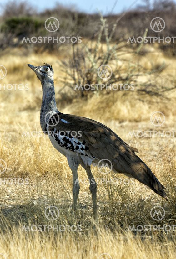 kori bustard in etosha national park