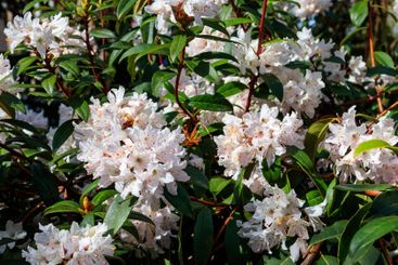 Beautiful blooming tree rhododendron (Rhododendron...