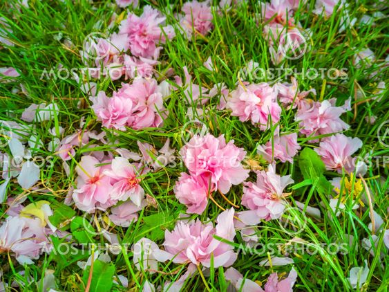 A garden carpet of pink wild cherry flowers on green lawn.